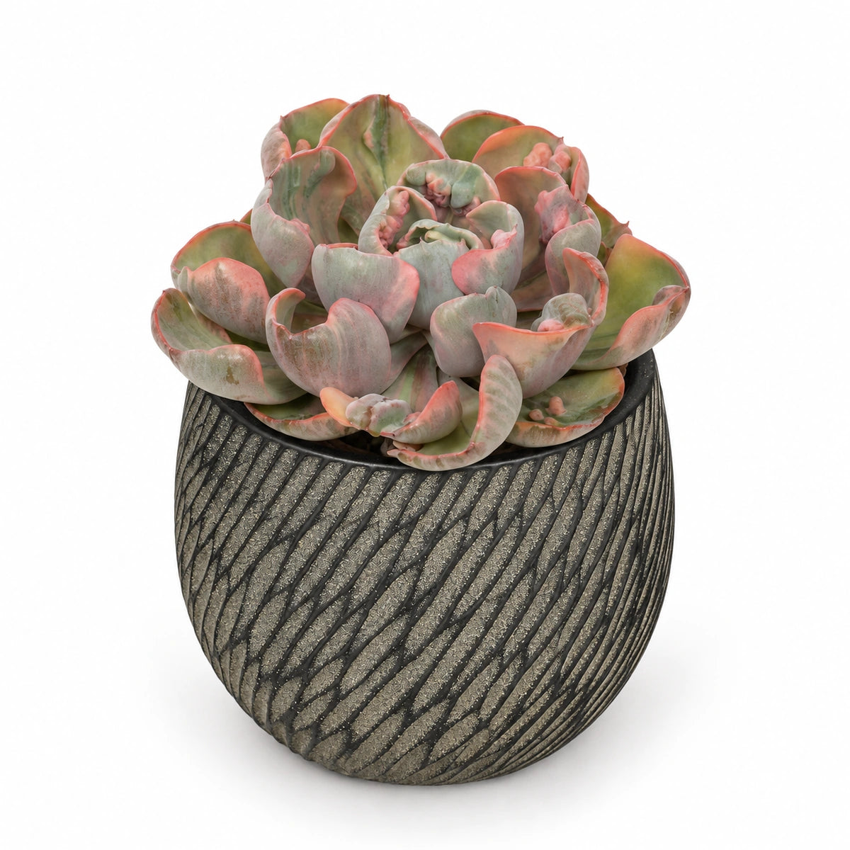 Echeveria ‘Cleopatra’ 10.5cm + Elio anthracite 11cm (1163961)