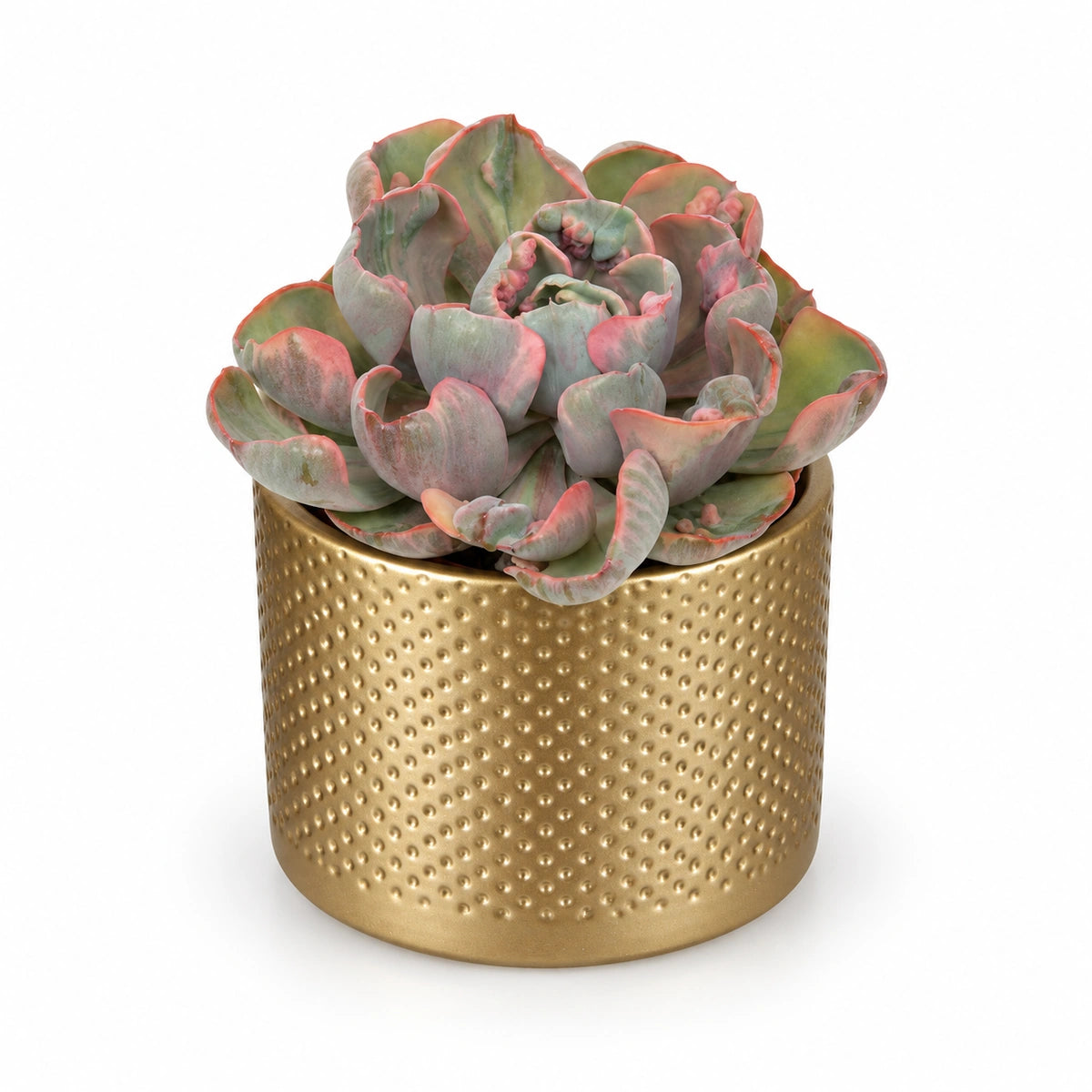 Echeveria ‘Cleopatra’ 10.5cm + Era gold relief 10.5cm (1059866)