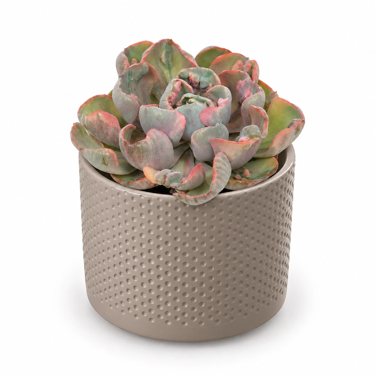 Echeveria ‘Cleopatra’ 10.5cm + Era taupe relief 10.5cm (1051626)