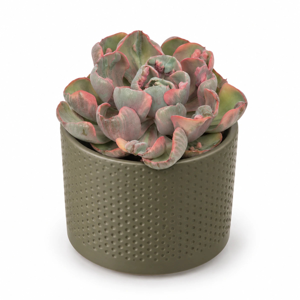 Echeveria ‘Cleopatra’ 10.5cm + Era green relief 10.5cm (1051631)