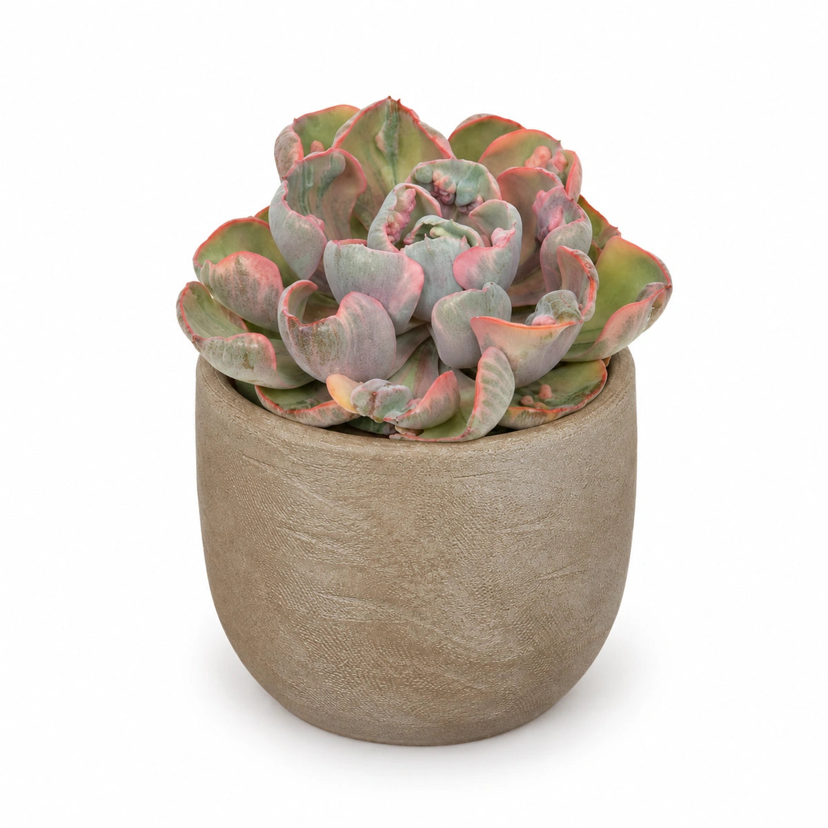 Echeveria ‘Cleopatra’ 10.5cm + Nora taupe 11cm (1074611)