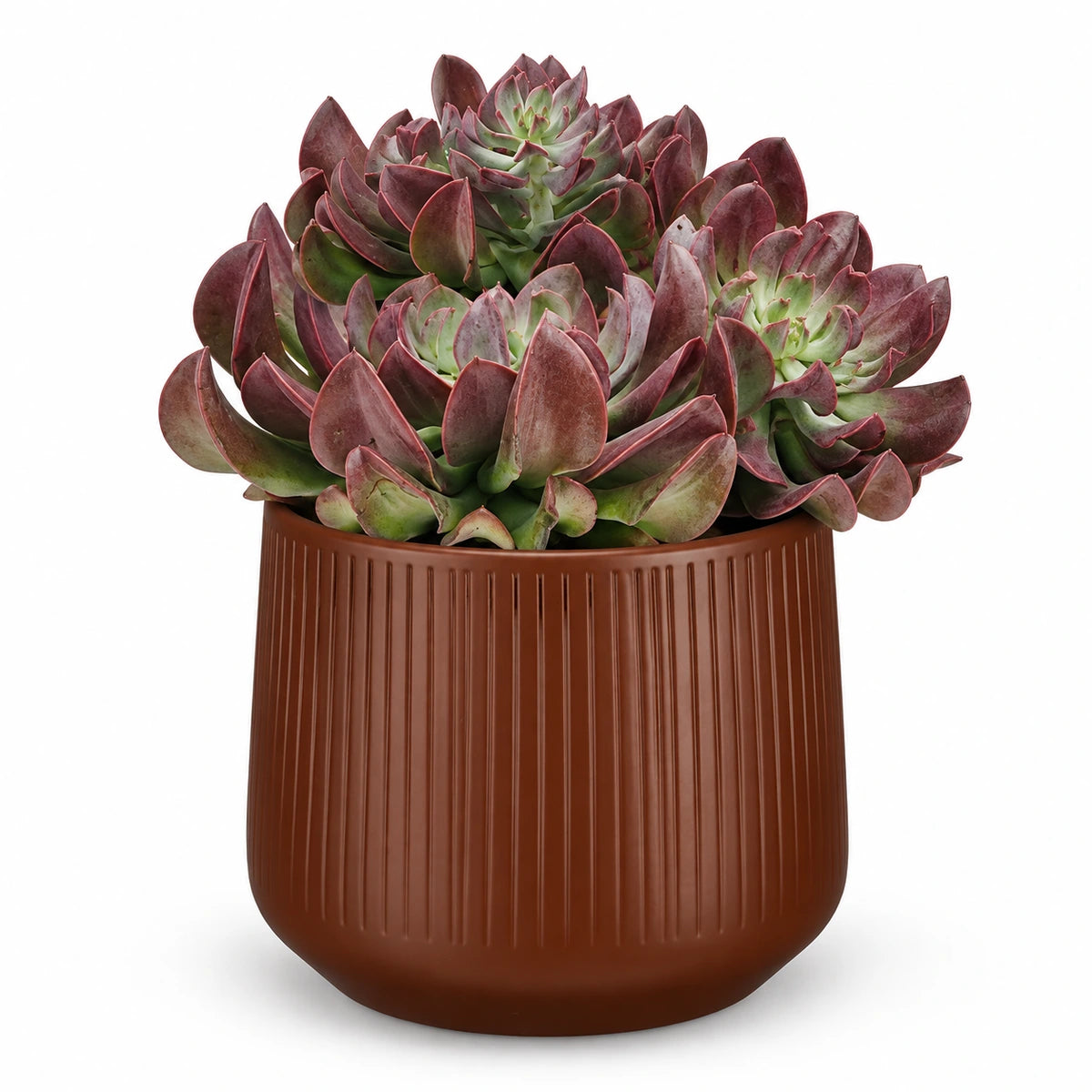 Echeveria 'Dark Topsy' 14cm + Amber d. brown vertical 15cm (1133757)