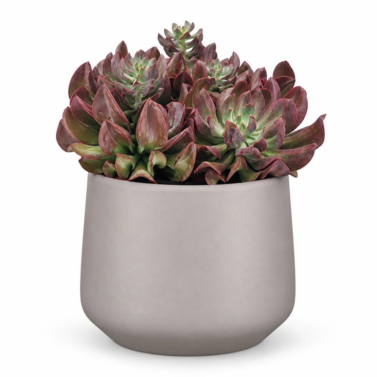 Echeveria 'Dark Topsy' 14cm + Amber taupe matt 15cm (1087666)