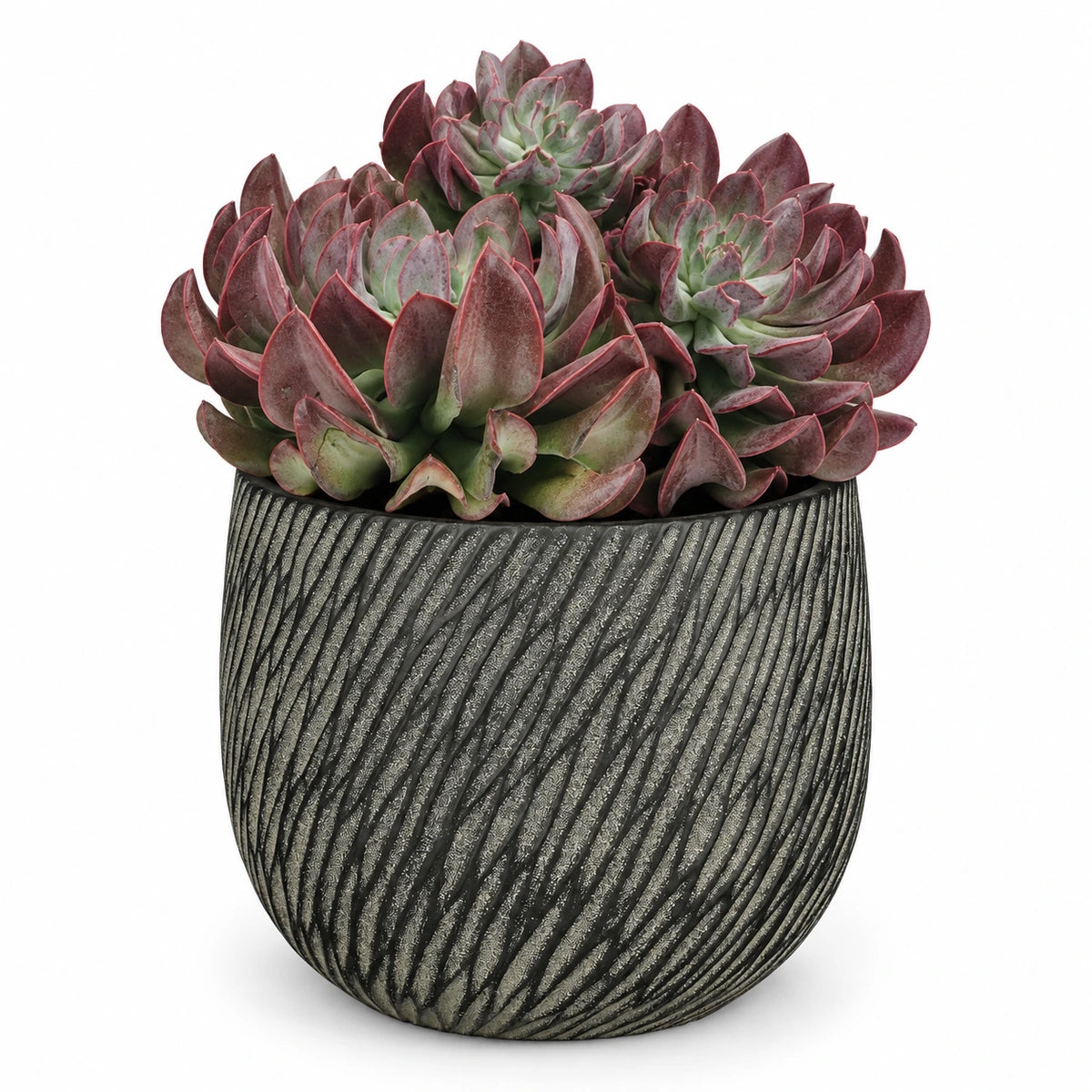 Echeveria 'Dark Topsy' 14cm + Elio anthracite 14.5cm (1163963)