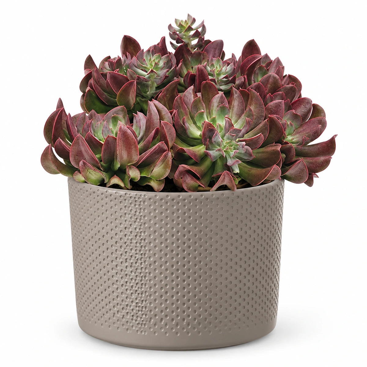 Echeveria 'Dark Topsy' 14cm + Era taupe relief 15.5cm (1051629)