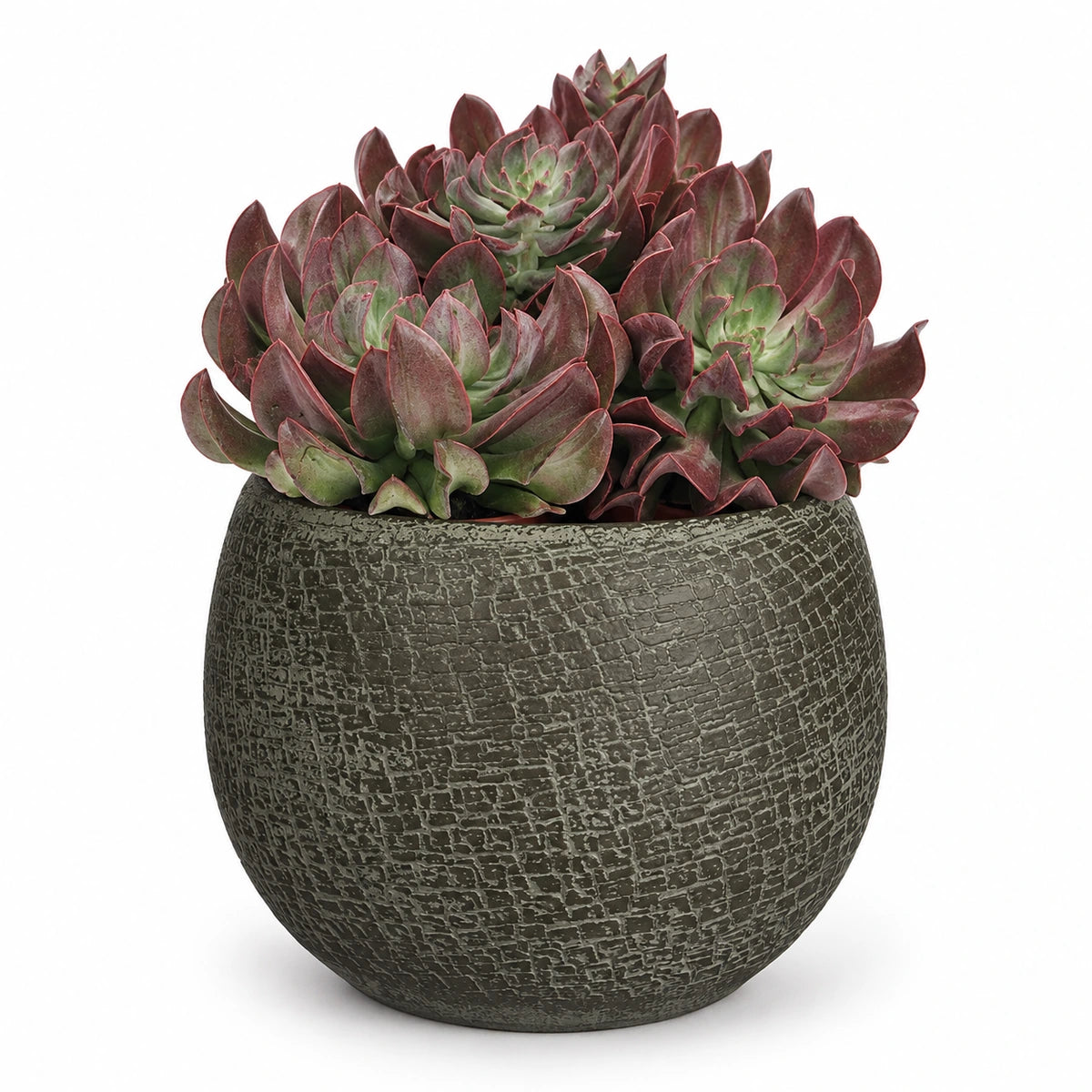 Echeveria 'Dark Topsy' 14cm + Raquel green 19cm