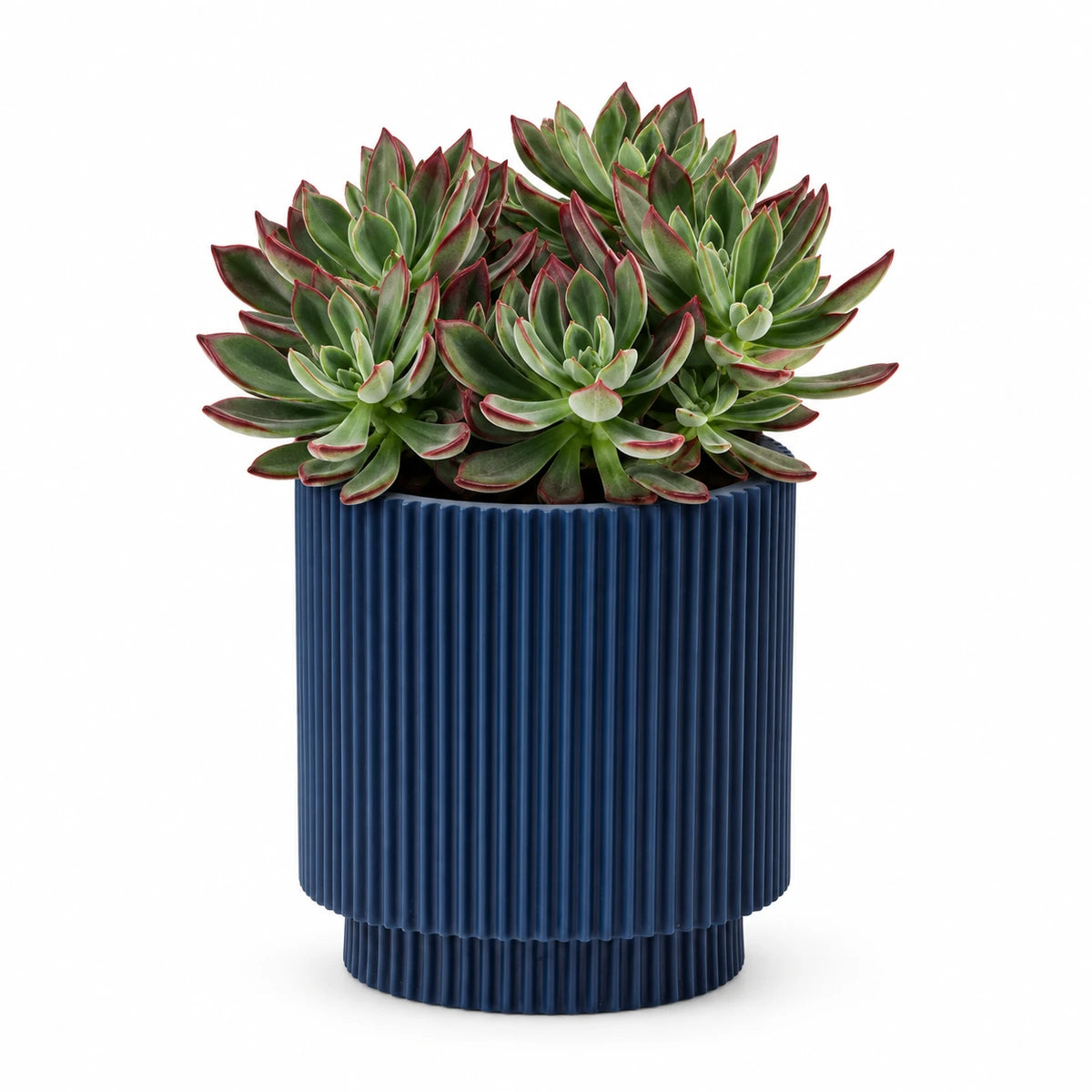 Echeveria 'Devotion' 13cm + Capi Vase cylinder groove dark blue 15cm (BGVDB313)