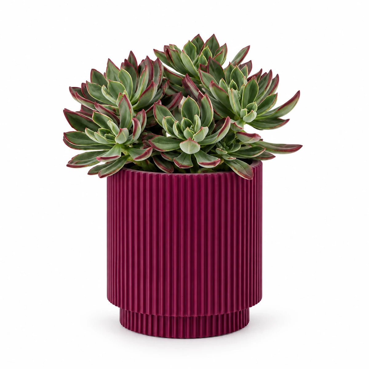 Echeveria 'Devotion' 13cm + Capi Vase cylinder groove purple 15cm (BGVP313)