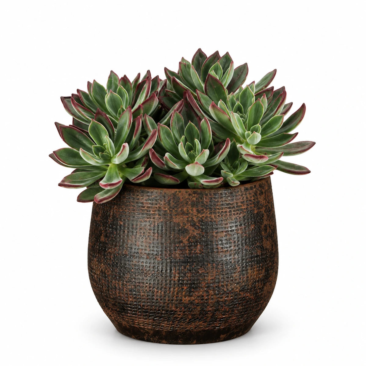 Echeveria 'Devotion' 13cm + Enrique brown 14cm (1157585)