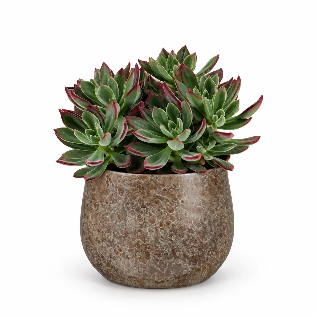 Echeveria 'Devotion' 13cm + Oliver brown 16cm (1074549)