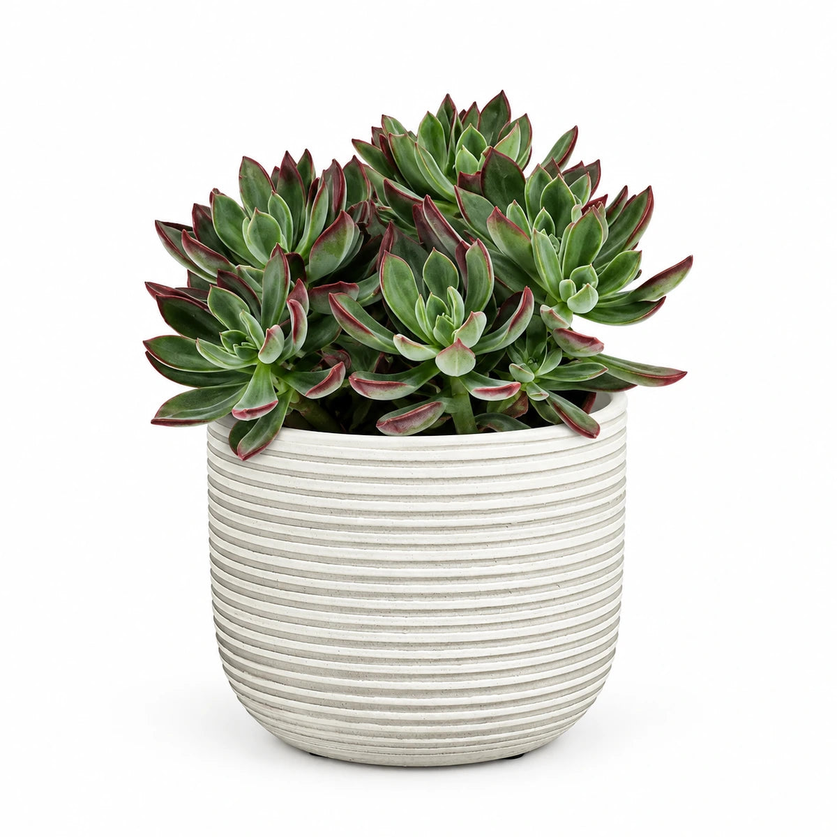 Echeveria 'Devotion' 13cm + Samuel white 14cm (1176174)