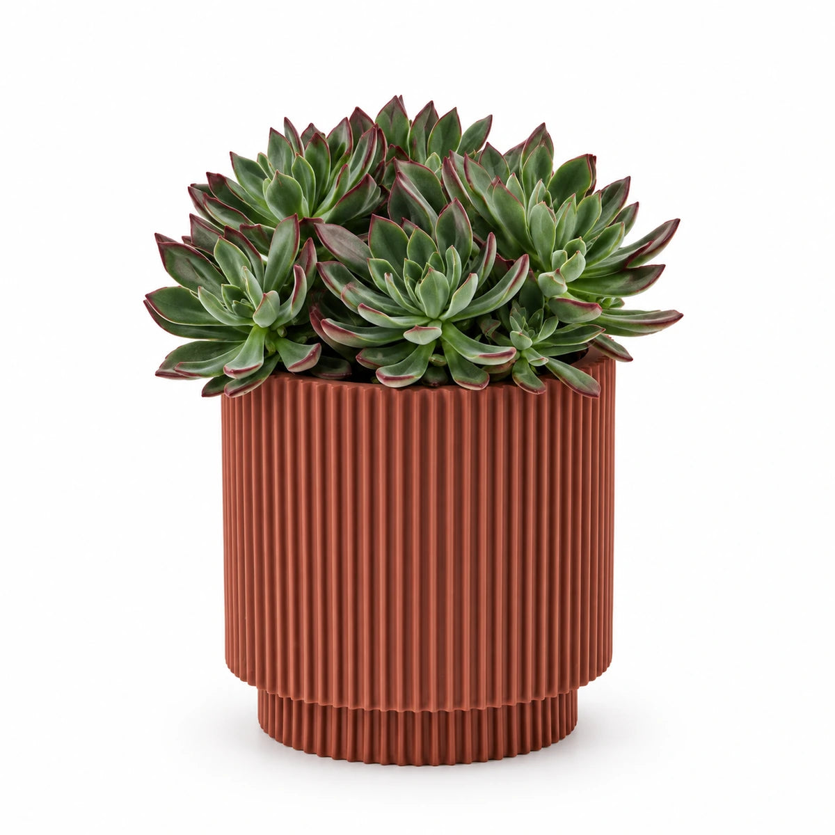 Echeveria 'Devotion' 13cm + Capi Vase cylinder groove merlot-red 15cm (BGVMR313)