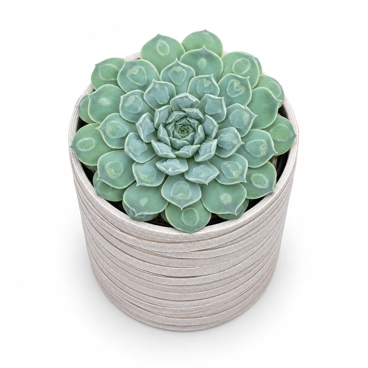 Echeveria 'Heart Signal' 10.5cm + Capi cylinder loop ivory 12cm (BLPI211)