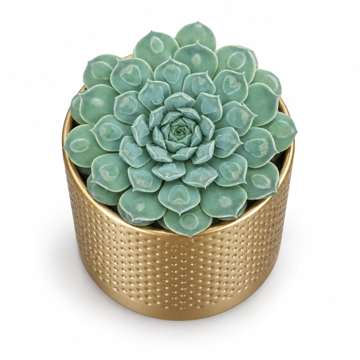 Echeveria 'Heart Signal' 10.5cm + Era gold relief 10.5cm (1059866)
