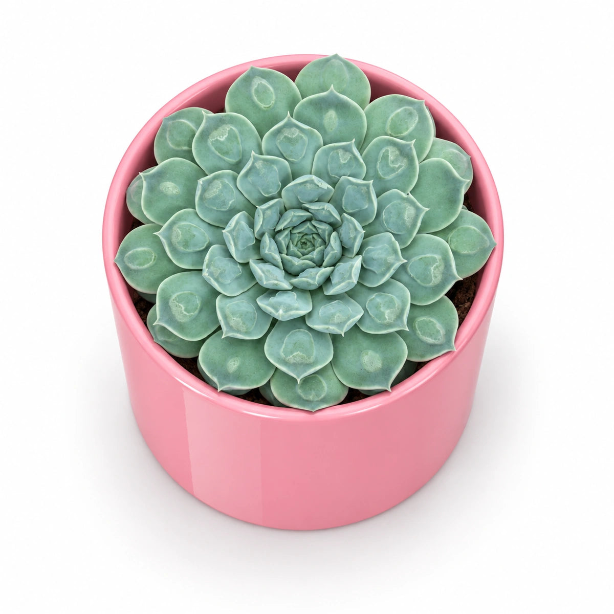 Echeveria 'Heart Signal' 10.5cm + Era pink 10.5cm (1135536)