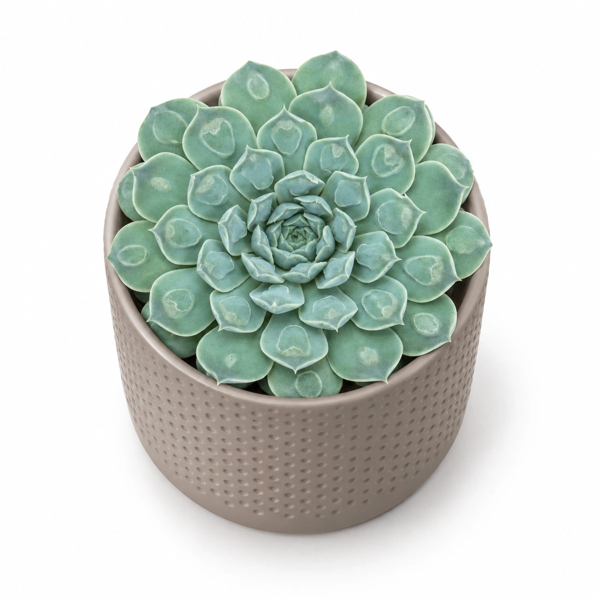 Echeveria 'Heart Signal' 10.5cm + Era taupe relief 10.5cm (1051626)