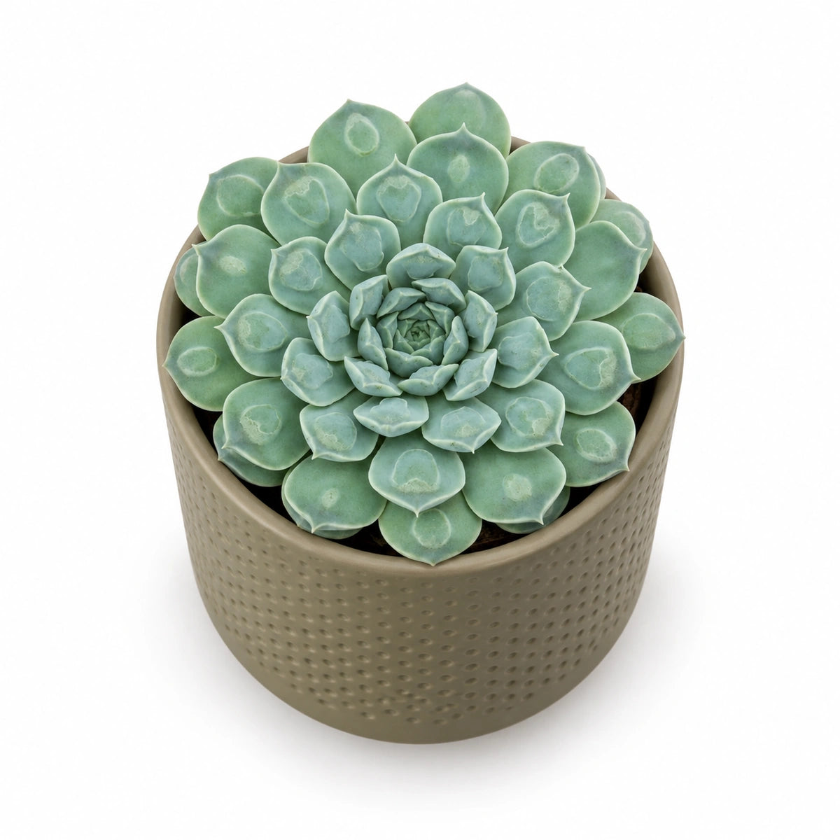 Echeveria 'Heart Signal' 10.5cm + Era green relief 10.5cm (1051631)