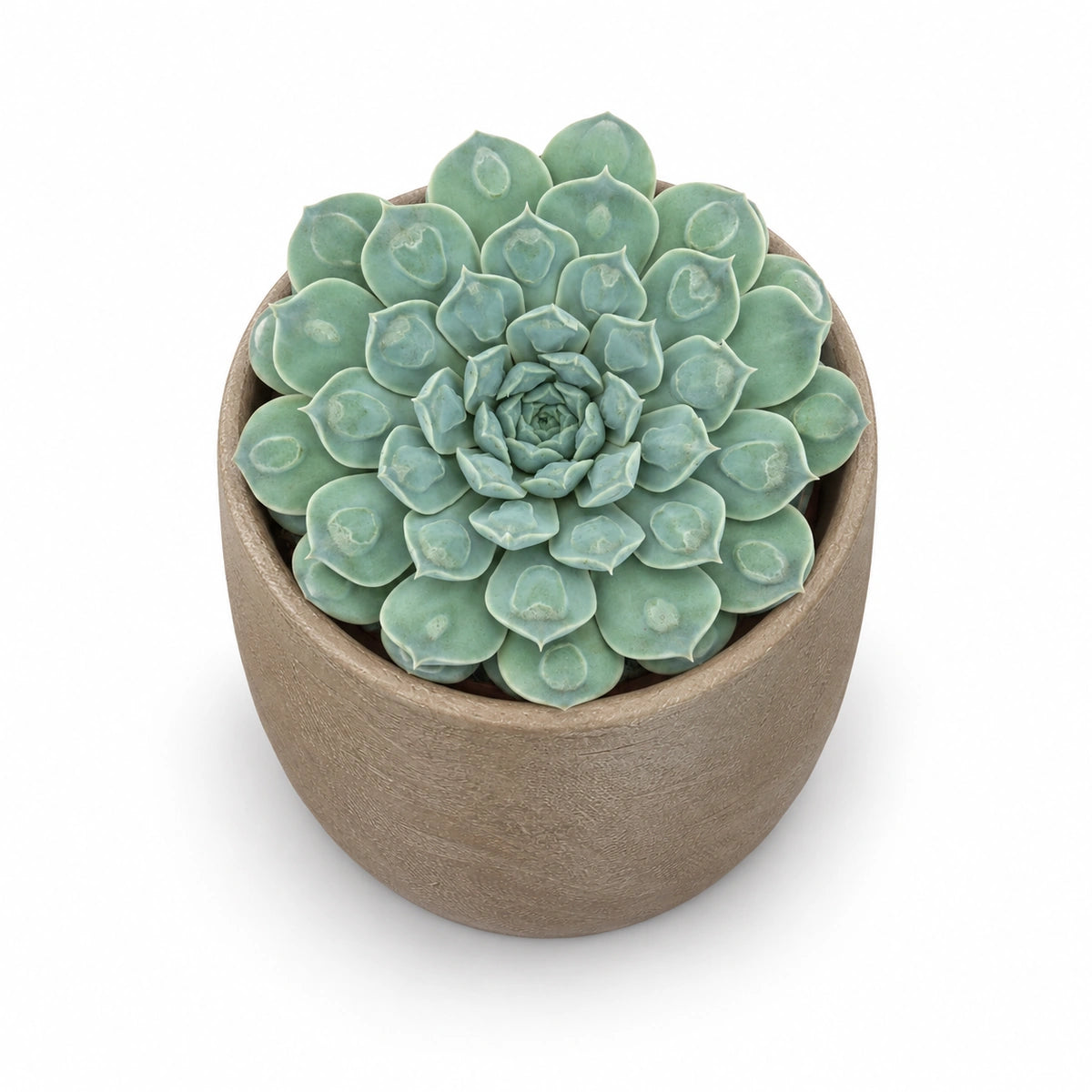 Echeveria 'Heart Signal' 10.5cm + Nora taupe 11cm (1074611)