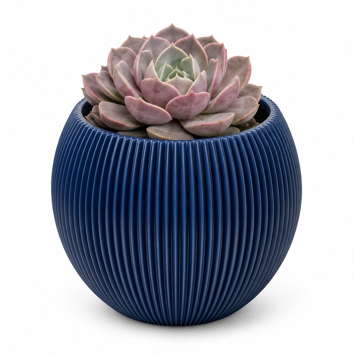 Echeveria lola 8.5cm + Capi Vase ball groove dark blue 13cm (BGVDB109)