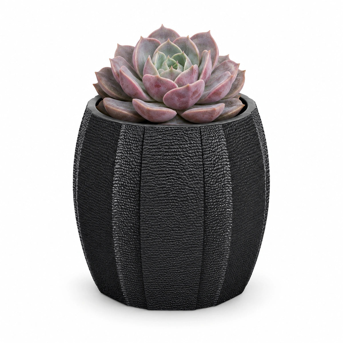 Echeveria lola 8.5cm + Capi elegant wide arc anthracite 12cm (BARA292)