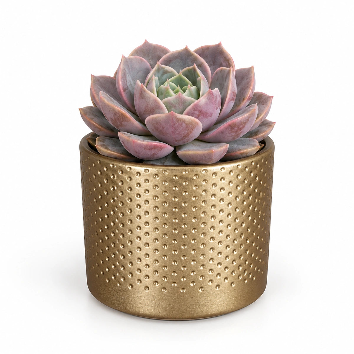 Echeveria lola 8.5cm + Era gold relief 8.5cm (1096073)