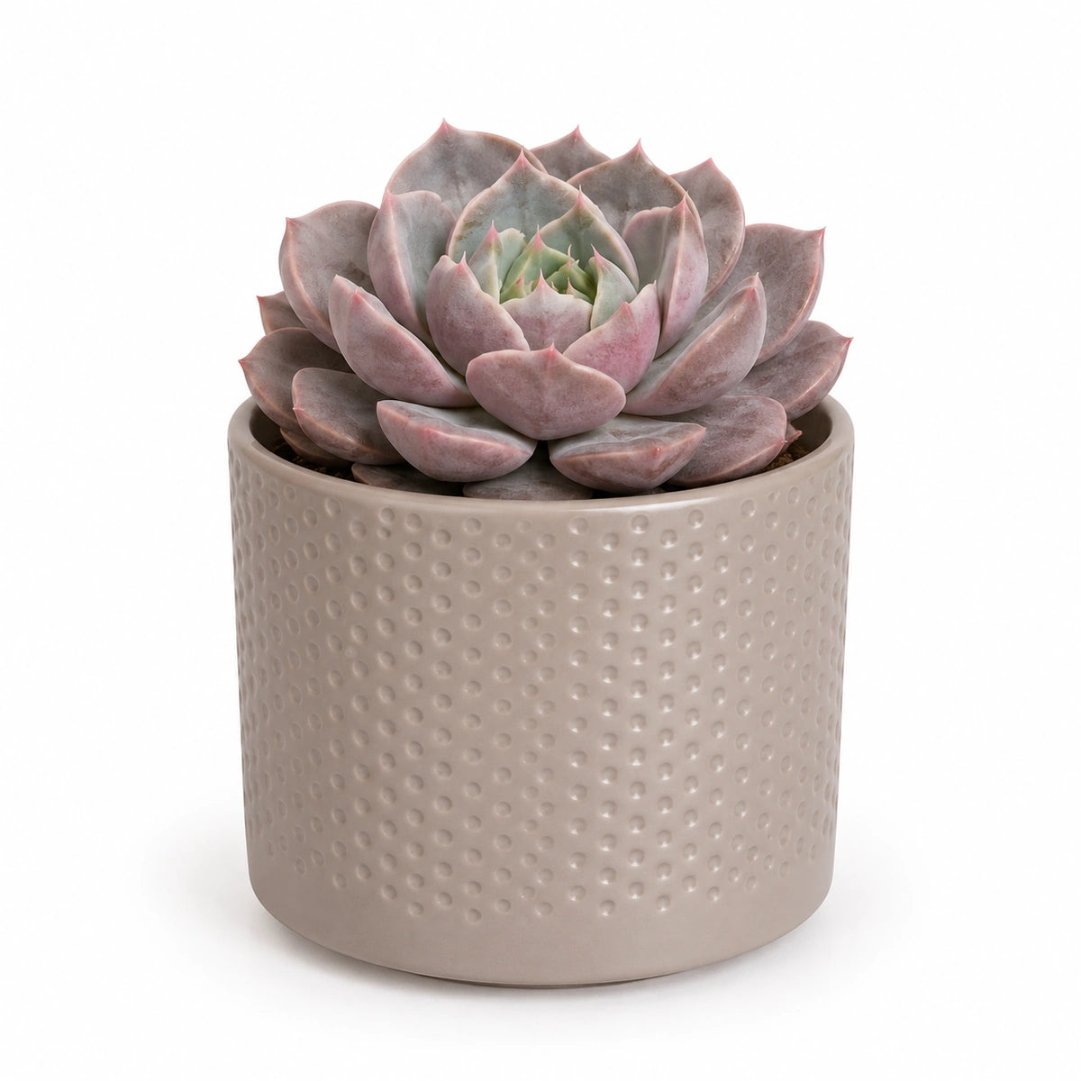 Echeveria lola 8.5cm + Era taupe relief 8.5cm (1096062)
