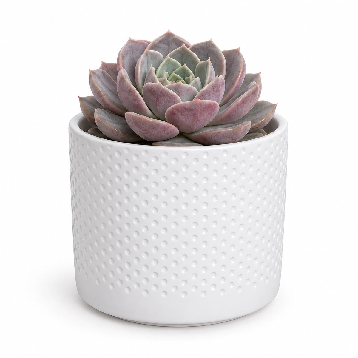 Echeveria lola 8.5cm + Era white relief 8.5cm (1096055)