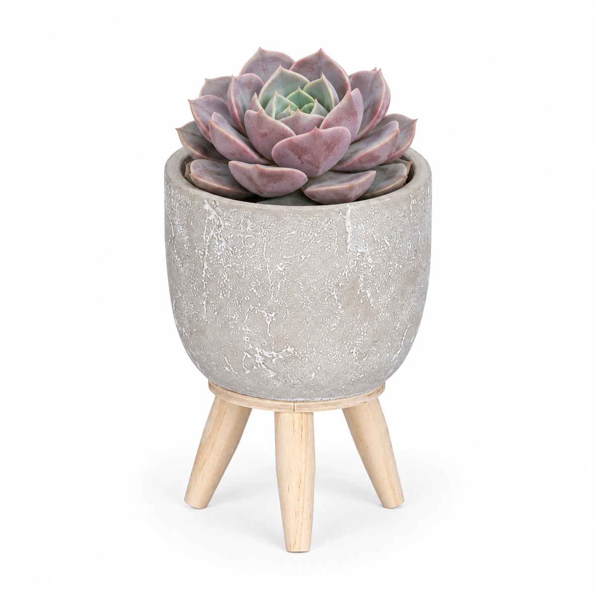 Echeveria lola 8.5cm + Jimmy on stand l.grey 10.5cm (1095042)