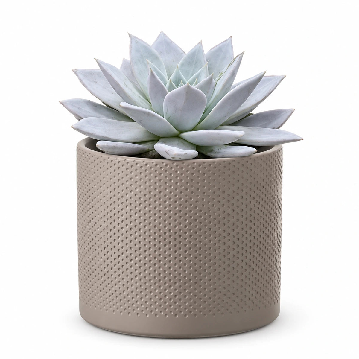 Echeveria 'mexican giant' 17cm + Era taupe relief 17.5cm (1051630)