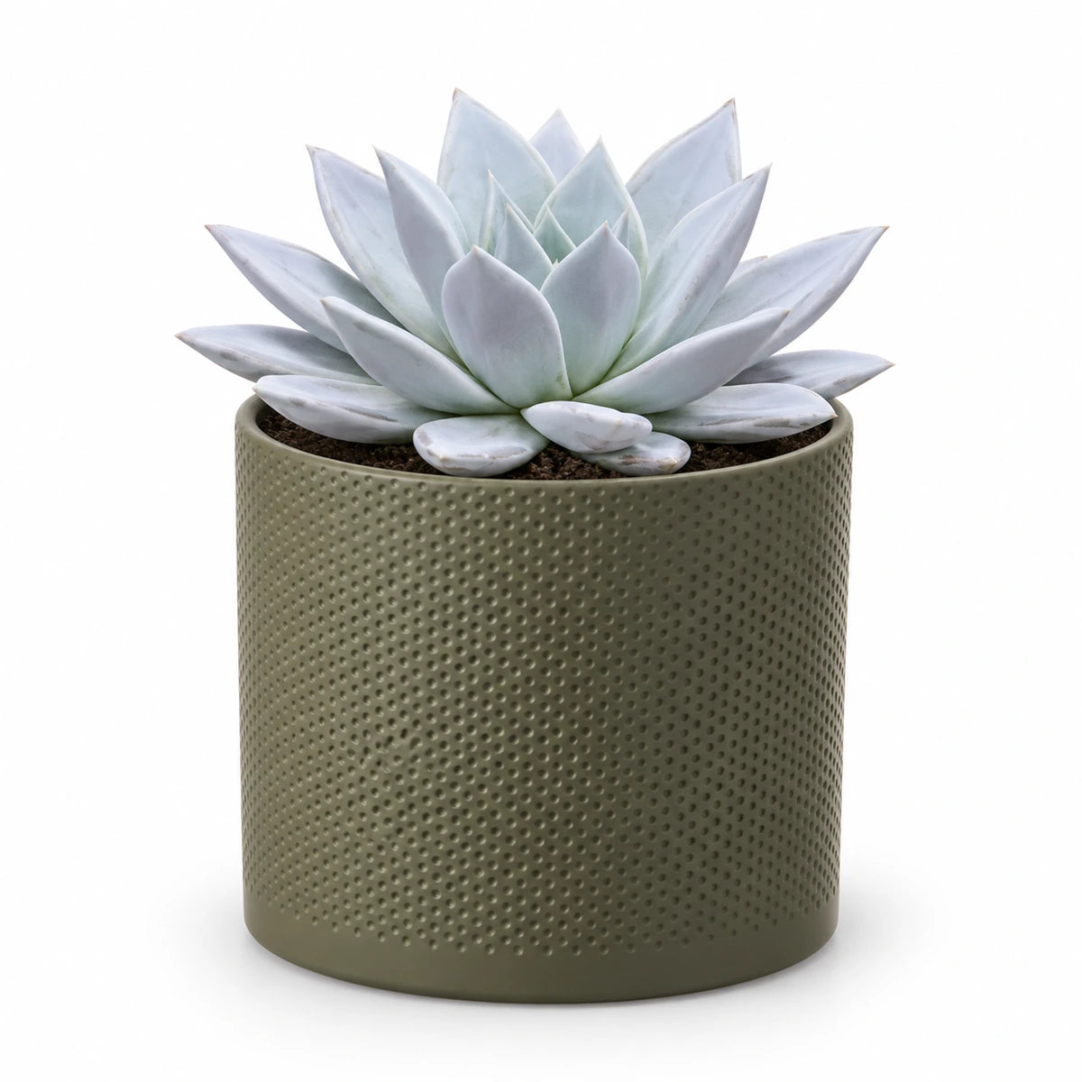 Echeveria 'mexican giant' 17cm + Era green relief 17.5cm (1051635)