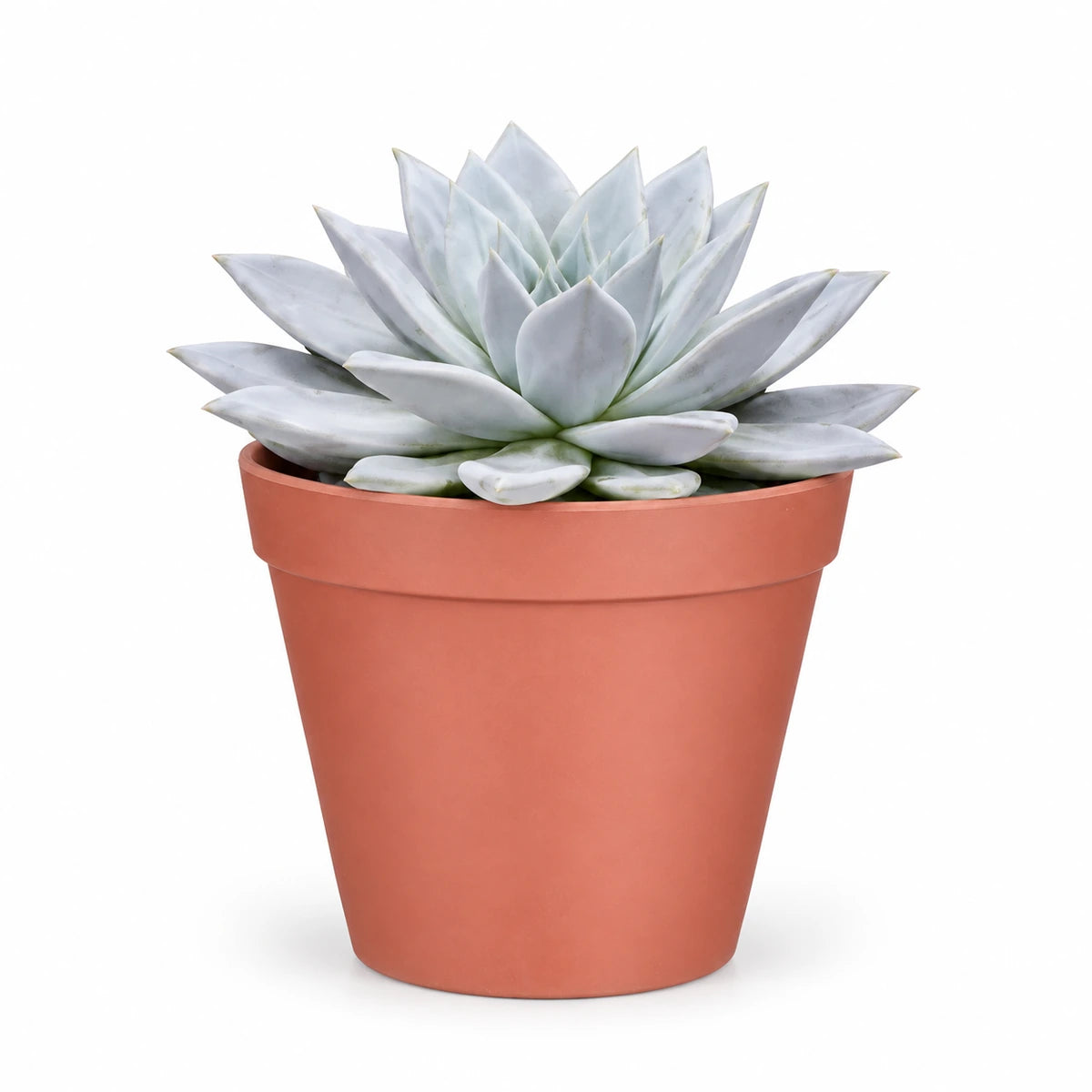 Echeveria 'mexican giant' 17cm + Orion dark pink 19cm