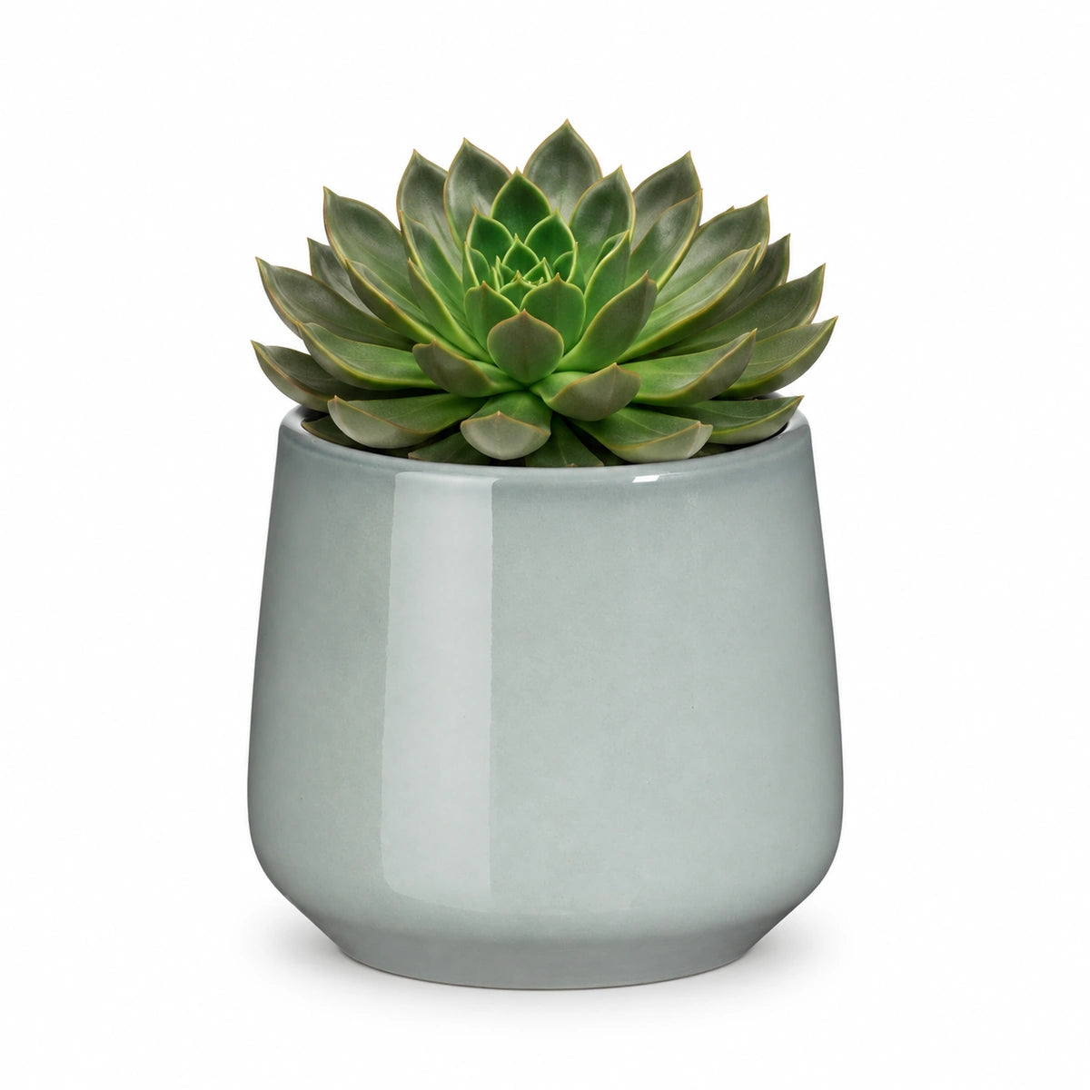 Echeveria 'Mira' 13cm + Amber light grey 13cm (1167583)