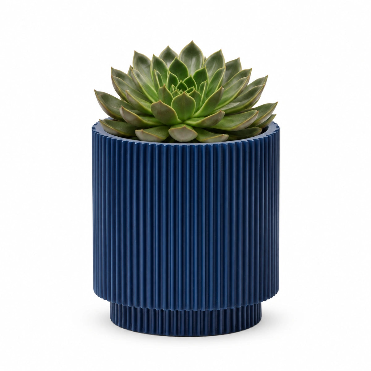 Echeveria 'Mira' 13cm + Capi Vase cylinder groove dark blue 15cm (BGVDB313)