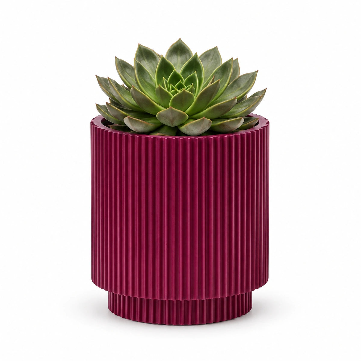 Echeveria 'Mira' 13cm + Capi Vase cylinder groove purple 15cm (BGVP313)