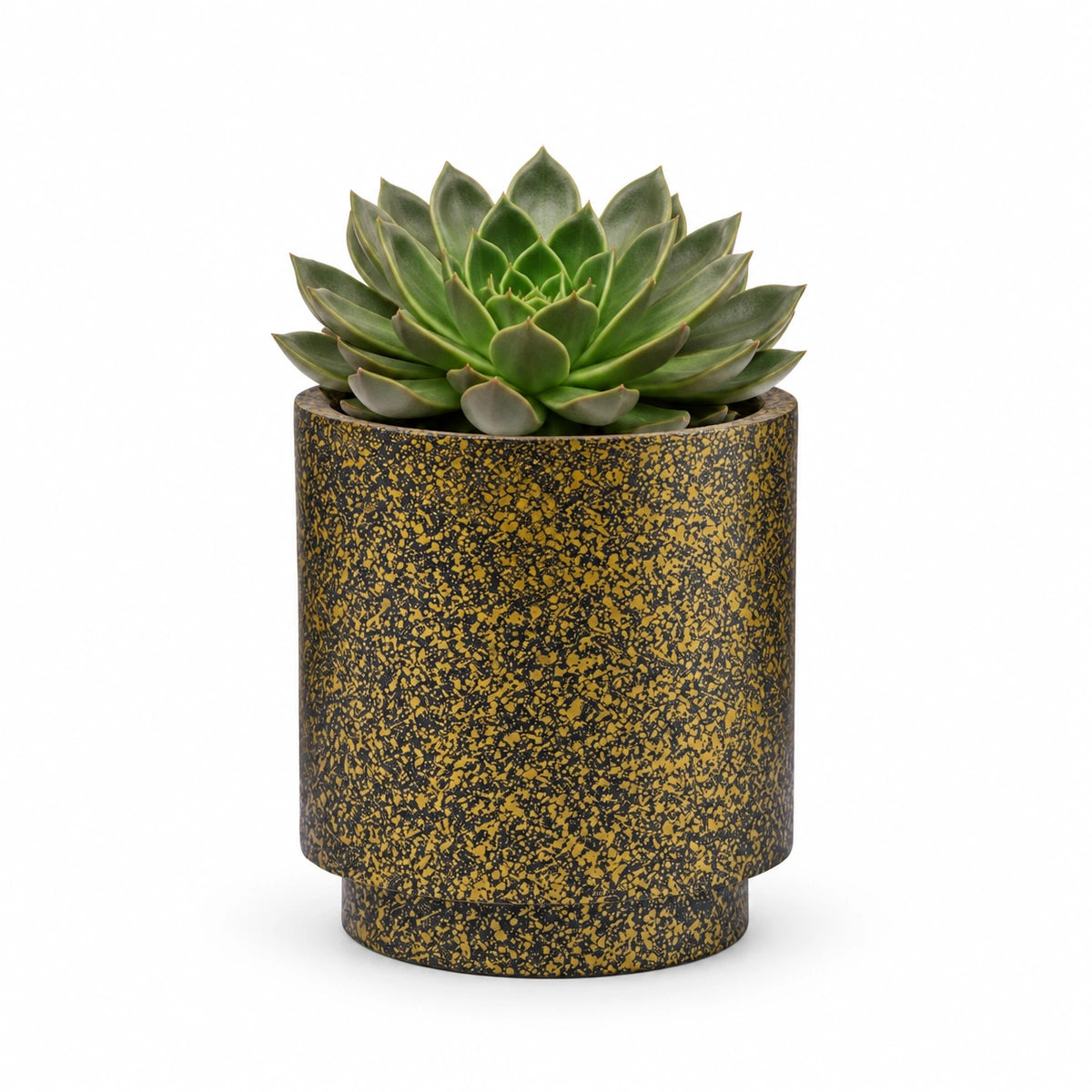 Echeveria 'Mira' 13cm + Capi Vase cylinder Terrazzo gold 15cm (BTZG313)