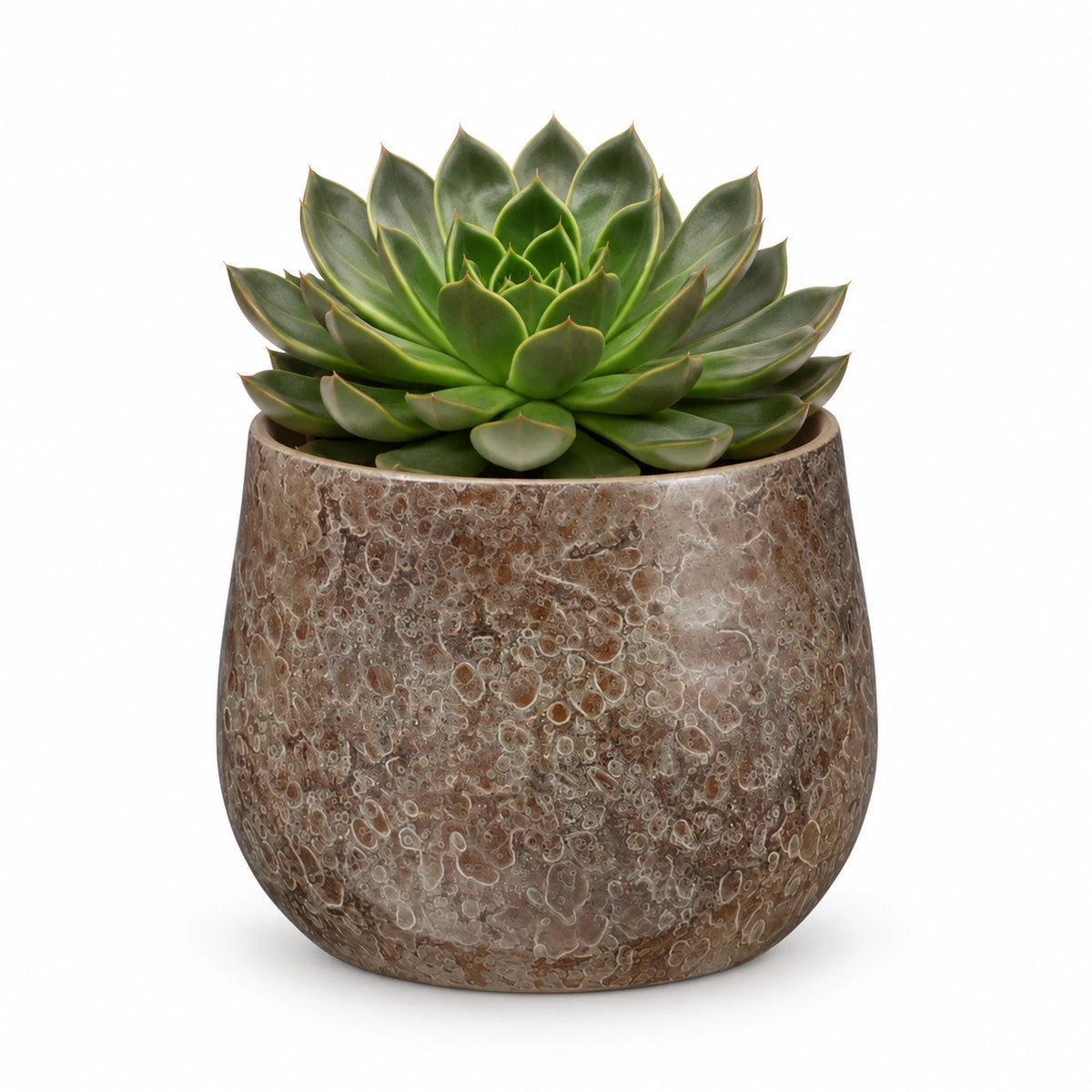 Echeveria 'Mira' 13cm + Oliver brown 16cm (1074549)