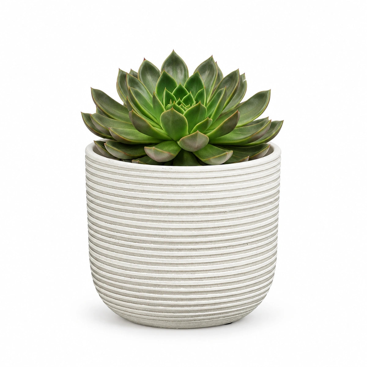 Echeveria 'Mira' 13cm + Samuel white 14cm (1176174)