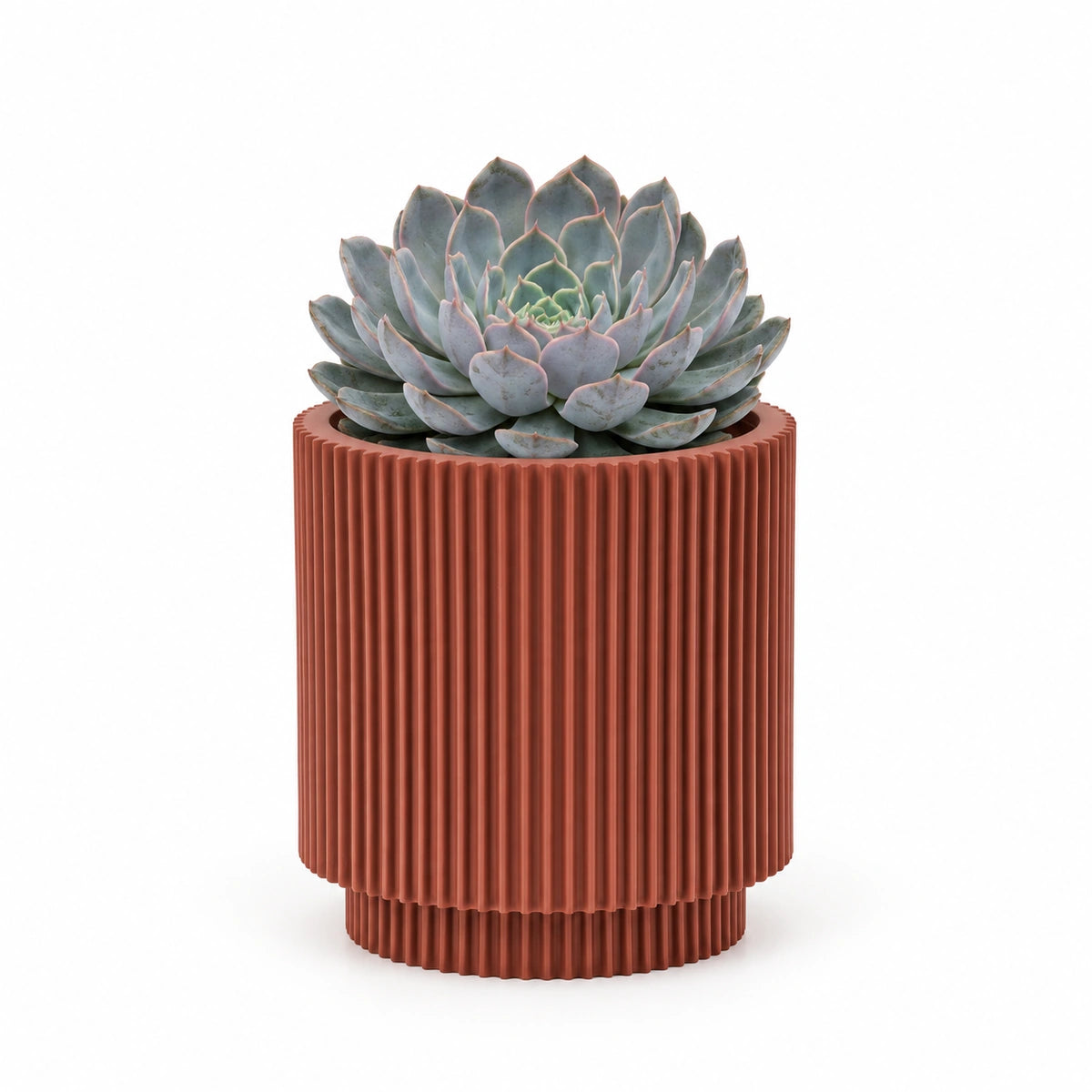 Echeveria 'orion' 13cm + Capi Vase cylinder groove merlot-red 15cm (BGVMR313)