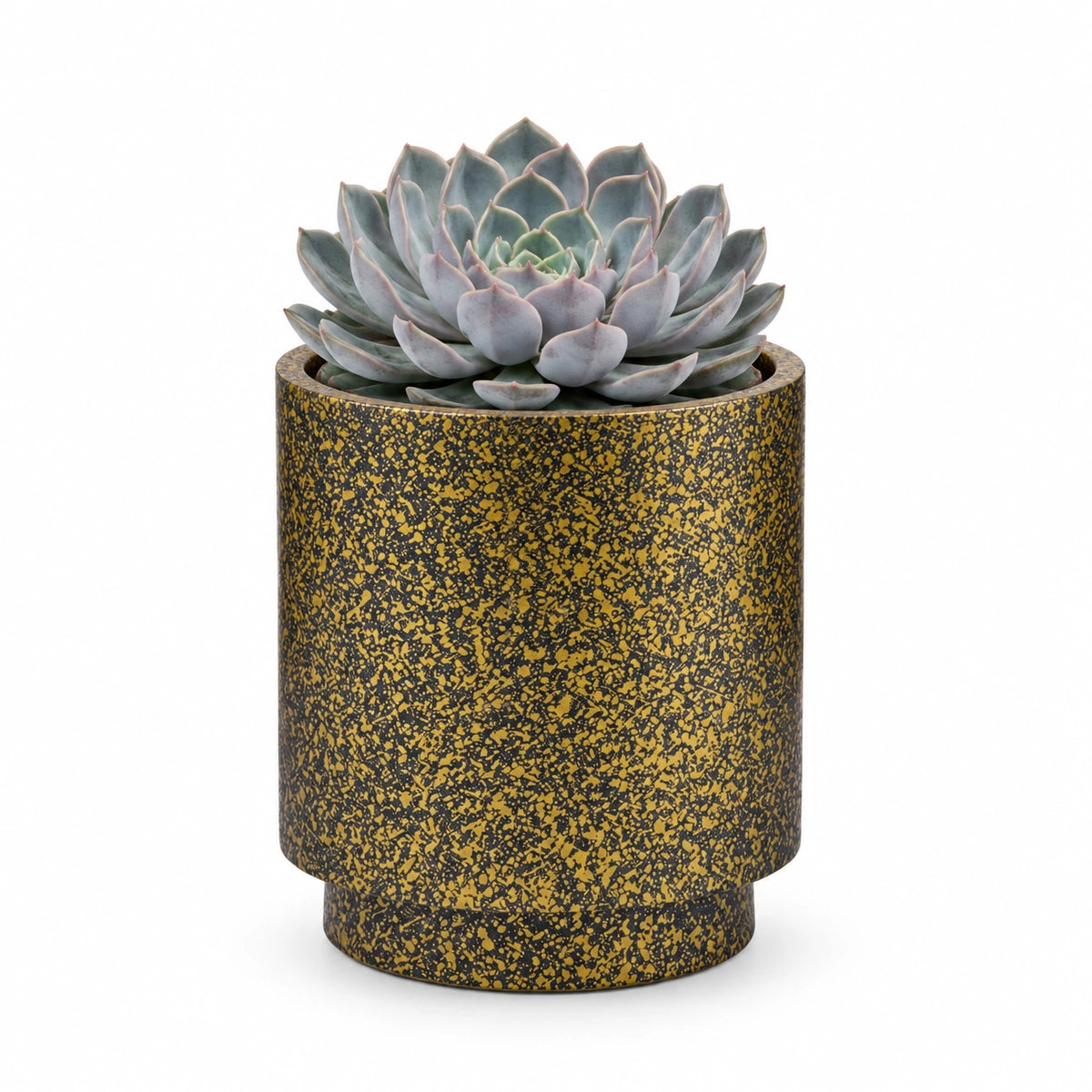 Echeveria 'orion' 13cm + Capi Vase cylinder Terrazzo gold 15cm (BTZG313)