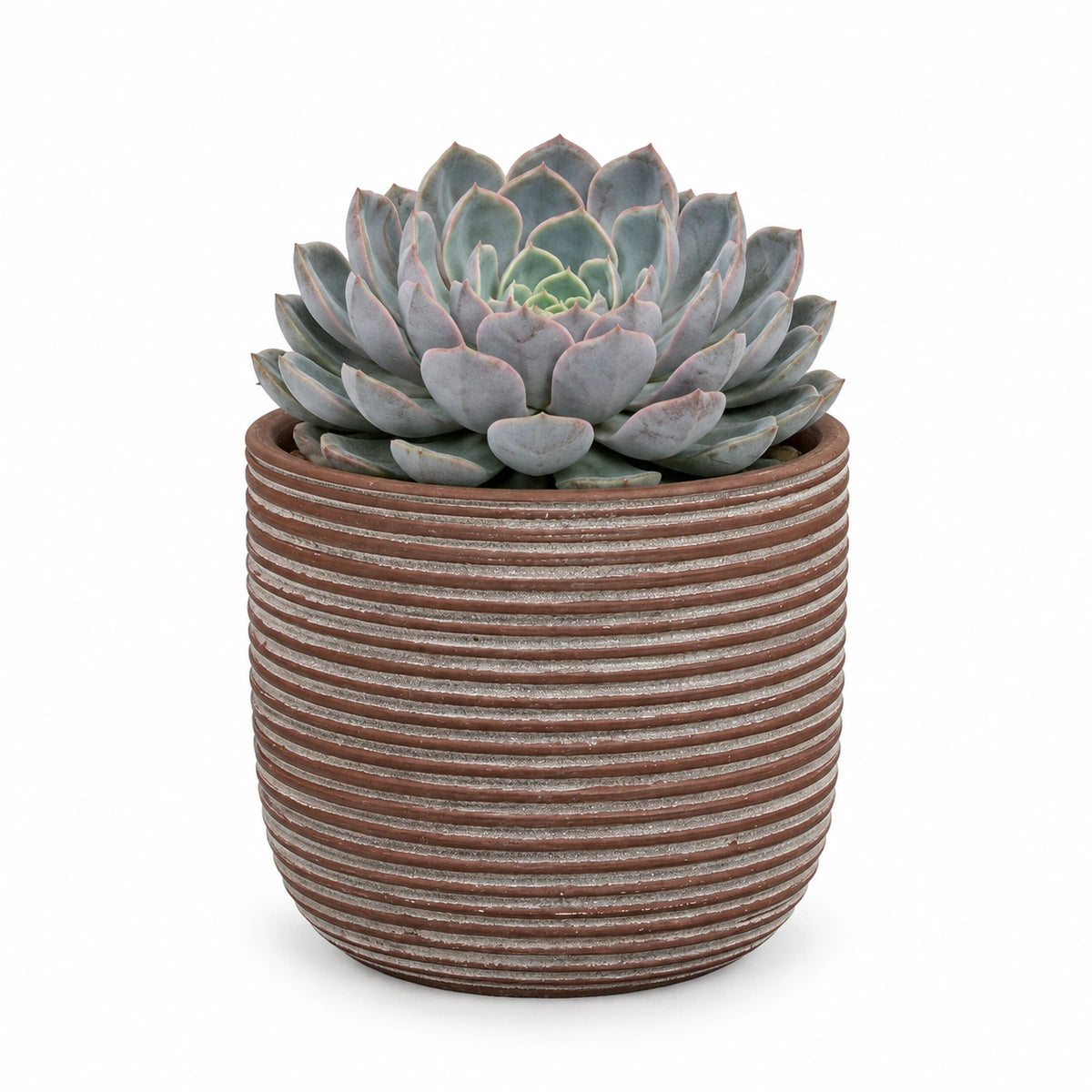 Echeveria 'orion' 13cm + Samuel brown 14cm (1176186)