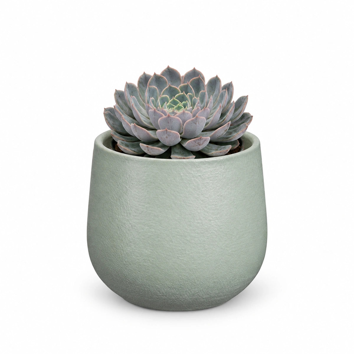 Echeveria 'orion' 13cm + Sevilla grey 13.5cm (1175802)