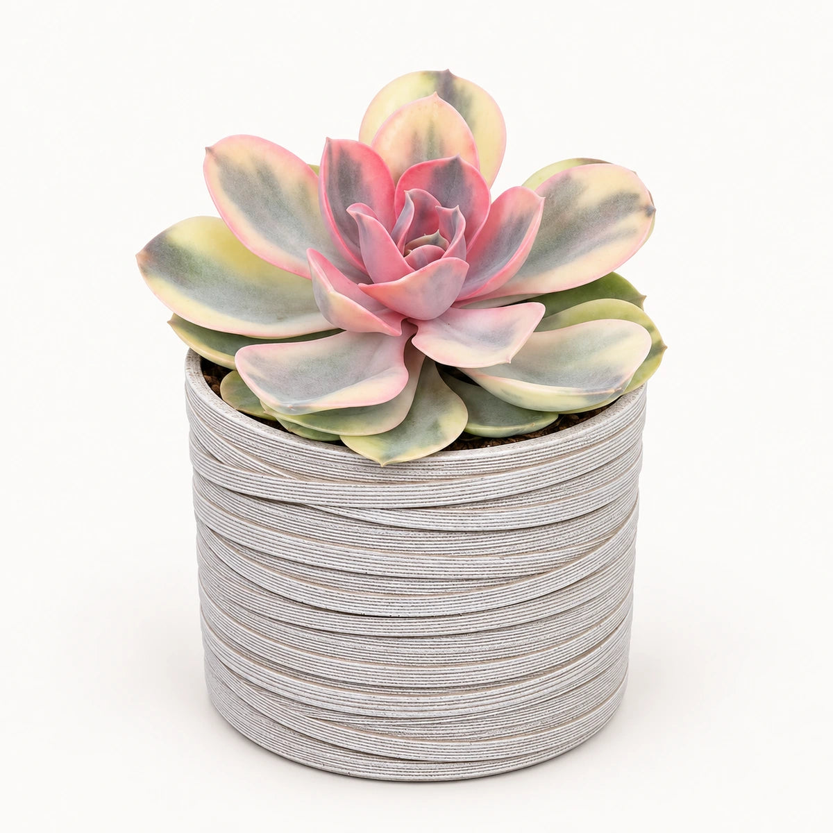 Echeveria 'rainbow' 10.5cm + Capi cylinder loop ivory 12cm (BLPI211)