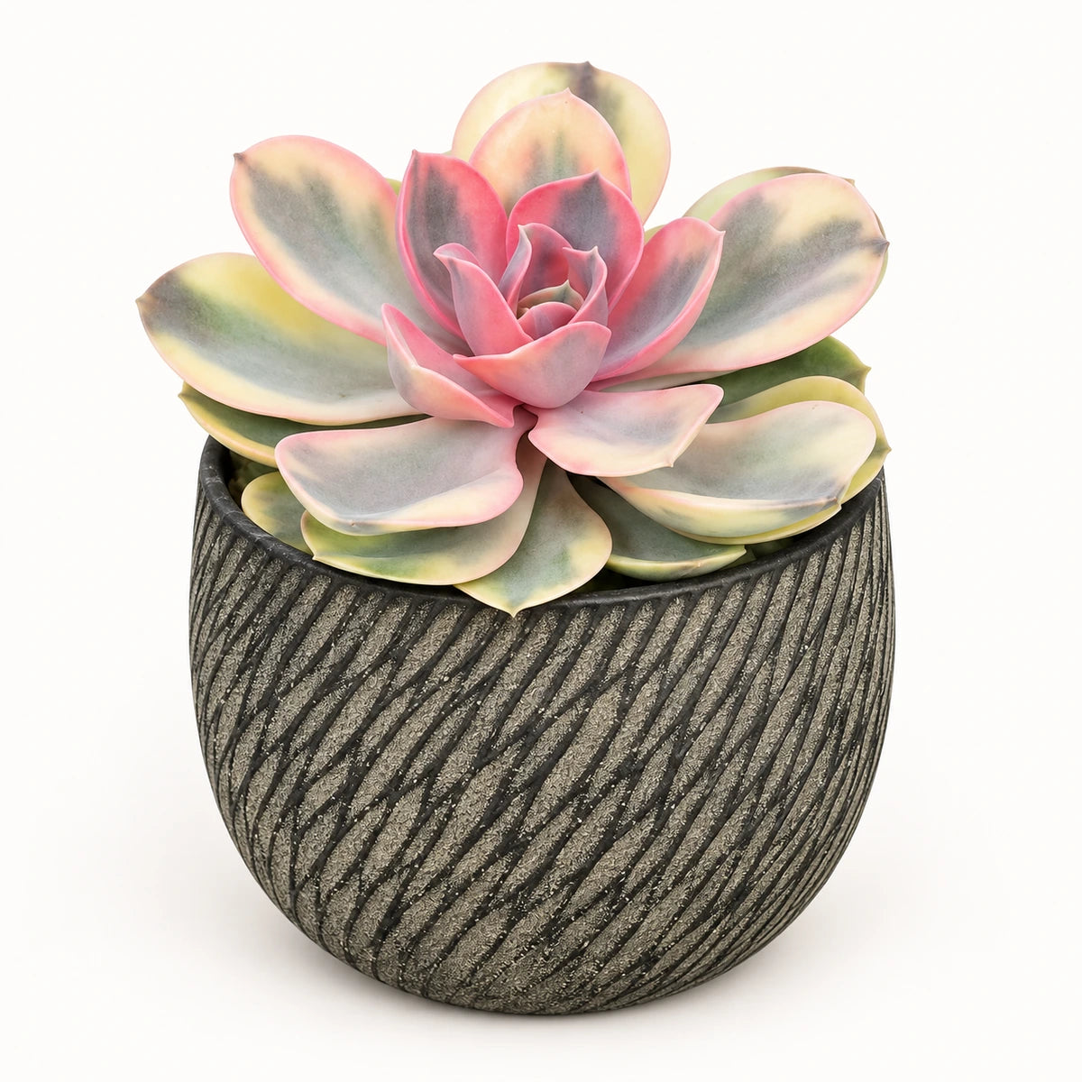 Echeveria 'rainbow' 10.5cm + Elio anthracite 11cm (1163961)