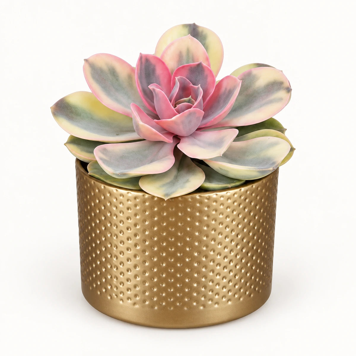 Echeveria 'rainbow' 10.5cm + Era gold relief 10.5cm (1059866)