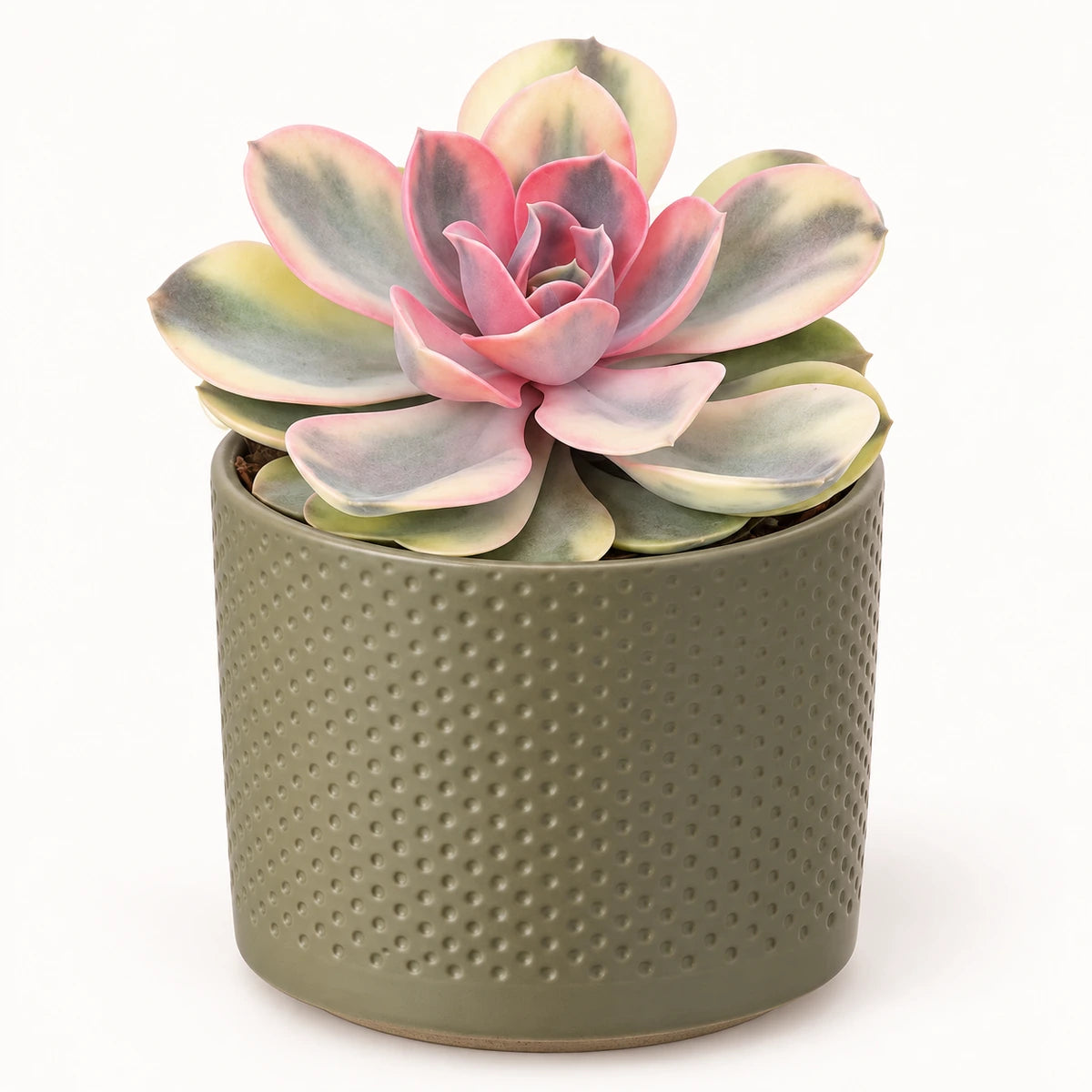 Echeveria 'rainbow' 10.5cm + Era green relief 10.5cm (1051631)
