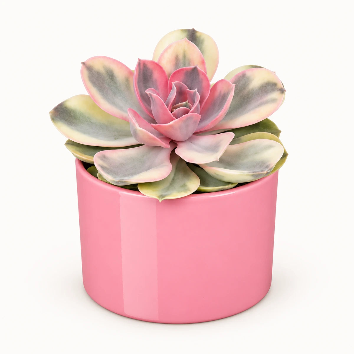 Echeveria 'rainbow' 10.5cm + Era pink 10.5cm (1135536)