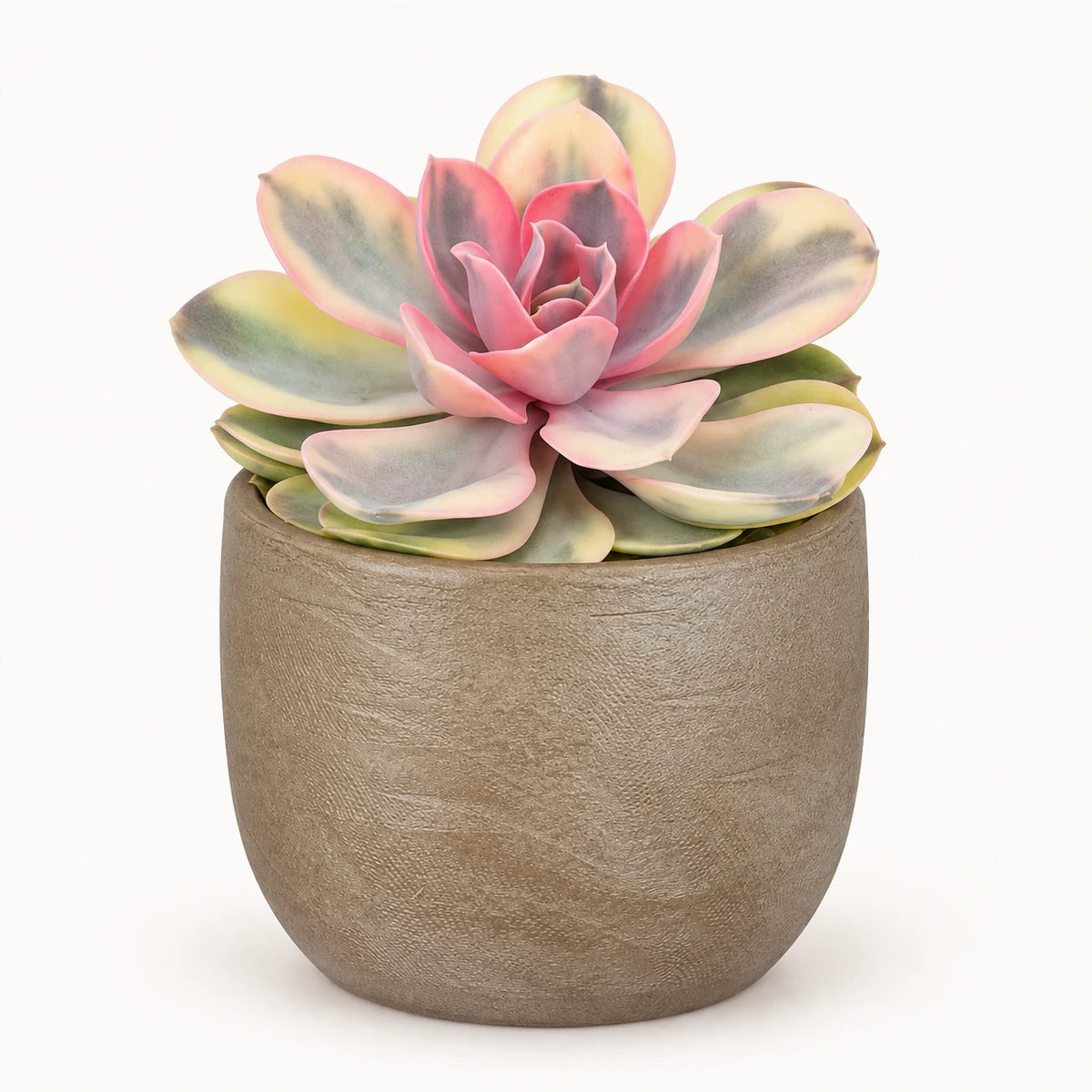 Echeveria 'rainbow' 10.5cm + Nora taupe 11cm (1074611)