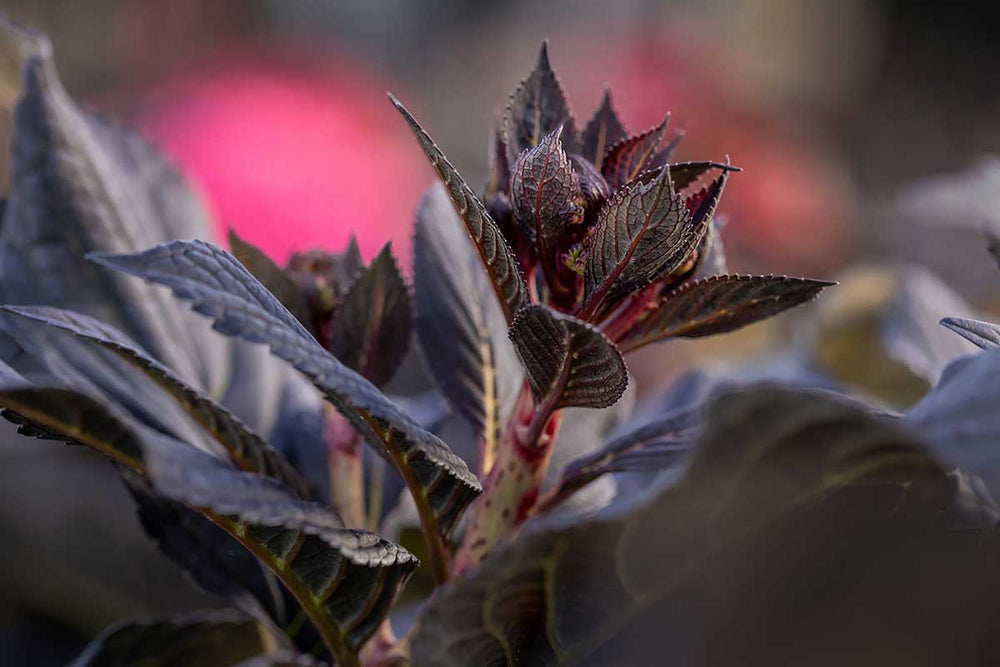 
                  
                    Hydrangea 'Eclipse'®
                  
                