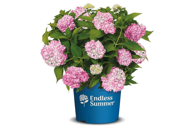 Hydrangea Endless Summer® 'Original pink 17cm