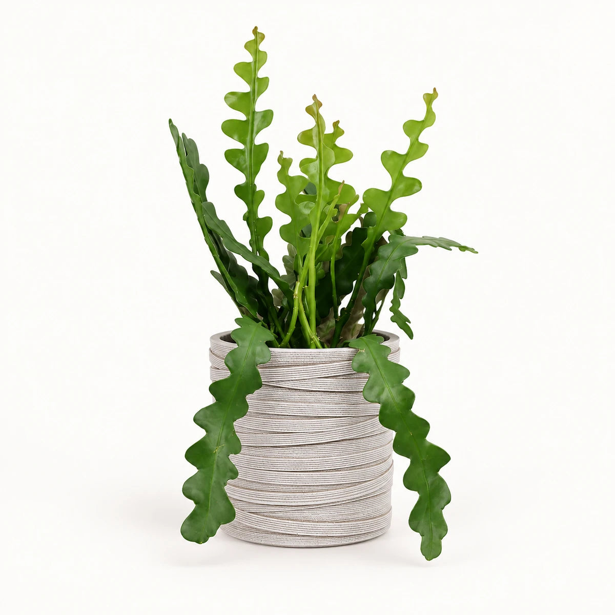 Epiphyllum anguliger 10.5cm + Capi cylinder loop ivory 12cm (BLPI211)
